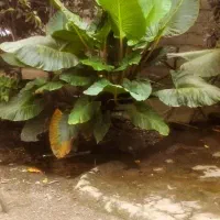 فروش گل باباآدم ۴ساله