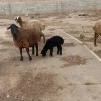 میش‌بره‌بز‌بزغاله