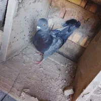 کفتر|پرنده|شازند, |دیوار