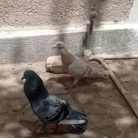 لایی پلاکی