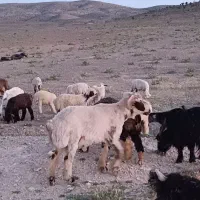 قوچ بذری|حیوانات مزرعه|پاسارگاد, |دیوار