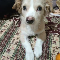 توله سگ|سگ|محمدشهر, شهرک پیام (مهرالبرز)|دیوار