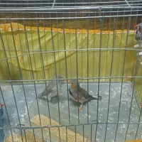 فنچ|پرنده|ورامین, جعفر آباد اخوان|دیوار