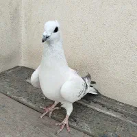 مجسمه. دکوری