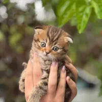 گربه بلک گلد فولد بریتیش