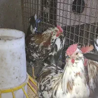 خروس گلین زیبا