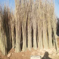 میـلیــاردی شو بـا کــاشت صنـوبر