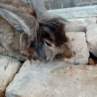 خرگوش لپ