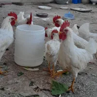 ۹عدد خروس