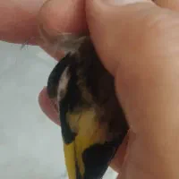 جوجه نر نوک کلنگی رنگ خیلی روشن پا بلند دم پرستویی