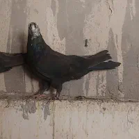کبوتر ماده کله قاب