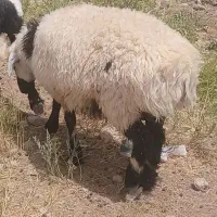 بره نر