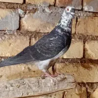 پرشی|پرنده|گلپایگان, |دیوار