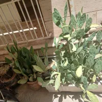 کاکتوس