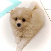 سگ پامر|سگ|کرج, گلشهر|دیوار