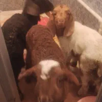 بره و بزغاله شیری بیرجند