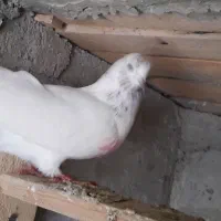 کبوتر پرشی