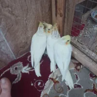 یک جفت جوجه عروس هلندی