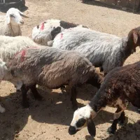 فروش کاور و تقلی
