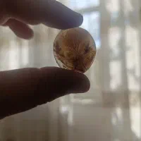 دوتا سنگ شجر