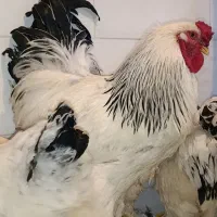 جوجه برهما لایت