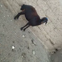 میش کاورر