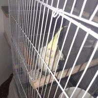 عروس هلندی سفید نر ماده حرف میزنه