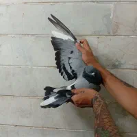 غریب گیری کفتر کپکی
