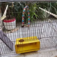قفس پرنده