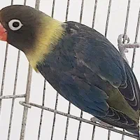 طوطی برزیلی ماسکت