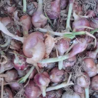 پیاز محلی خورموج