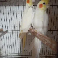 هروس هلندی