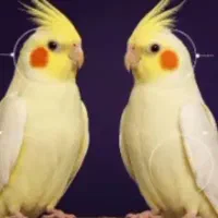 تعدادی عروس هلندی .