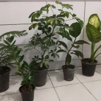 گل طبیعی|گل و گیاه طبیعی|بیرجند, |دیوار