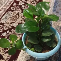 گل ساختمانی