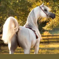 خرید و فروش نریان بی داغ سواری