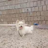 سگ پامر