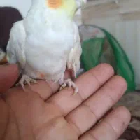 جوجه عروس  چشم شرابی
