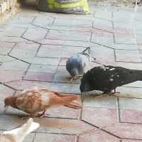 جوجه سینه سبز