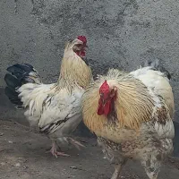خروس|حیوانات مزرعه|مشهد, کشف|دیوار