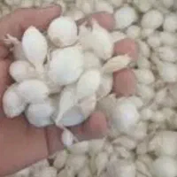 بذر پیاز دستگیری