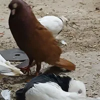 صورخ.|پرنده|بندر ماهشهر, |دیوار