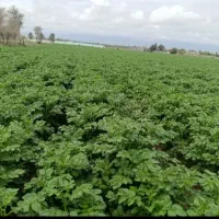 سیب بذری