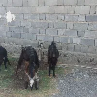 پنج عدد بز فروشی