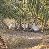 غاز|حیوانات مزرعه|حاجی آباد, |دیوار