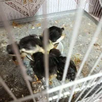 جوجه مرغ گلیم اصل