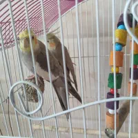 عروس هلندی