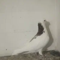 کبوتر