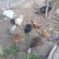 مرغ و خروس