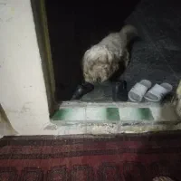 سگ پا کوتاه خارجی شپل